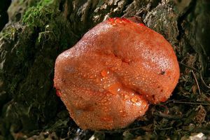 Pstřeň dubový - Fistulina hepatica  (Schaeff.) With. 1801