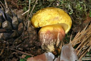 Hřib sírový - Buchwaldoboletus sphaerocephalus (Barla) Watl