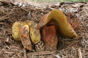 Hřib sírový - Buchwaldoboletus sphaerocephalus (Barla) Watl