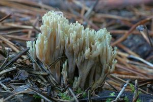 Kuřátka nazelenalá - Ramaria apiculata ( Fr.) Donk.