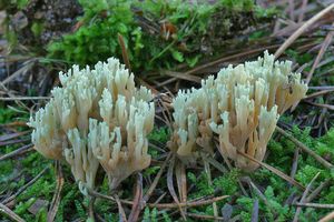 Kuřátka nazelenalá - Ramaria apiculata ( Fr.) Donk.