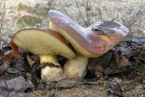 Klouzek obecný - Suillus luteus (L.) Roussel 1796