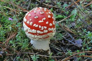 Muchomůrka červená - Amanita muscaria (L.) Lam. 1783