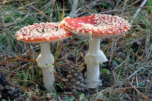 Muchomůrka červená - Amanita muscaria (L.) Lam. 1783