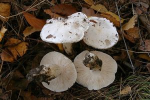 Čirůvka holubičí - Tricholoma columbetta (Fr.) P. Kumm. 1871