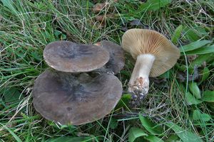 Ryzec datlí - Lactarius picinus Fr. 1838