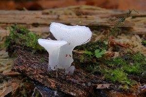 Rosolozub huspenitý - Pseudohydnum gelatinosum (Scop.) P. Karst. 1868