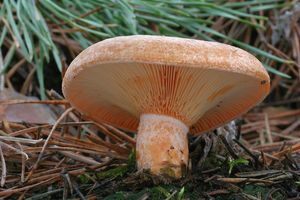 Ryzec borový - Lactarius pinicola Smotl. ex Z. Schaef. 1970