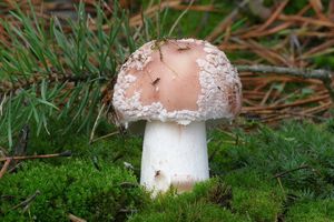 Muchomůrka růžovka - Amanita rubescens Pers. 1797