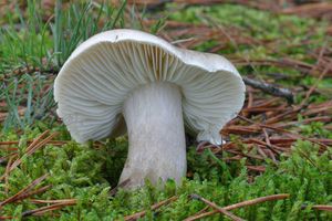 Čirůvka mýdlová - Tricholoma saponaceum (Fr.) P. Kumm. 1871