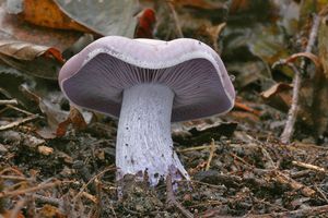 Čirůvka fialová - Lepista nuda (Bull.) Cooke 1871