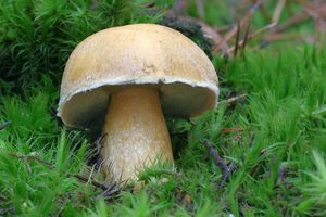 Klouzek strakoš - Suillus variegatus  (Sw.) Richon & Roze 1888