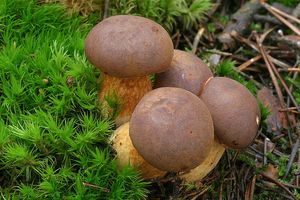 Hřib hnědý - Imleria badia (Fr.) Vizzini