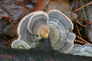 Outkovka pestrá - Trametes versicolor (L.) Lloyd 1921