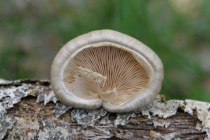 hlíva čepičkatá - Pleurotus calyptratus (Lindblad ex Fr.) Sacc. 1887