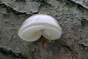 hlíva čepičkatá - Pleurotus calyptratus (Lindblad ex Fr.) Sacc. 1887