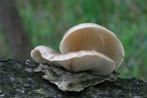 Hlíva čepičkatá - Pleurotus calyptratus (Lindblad ex Fr.) Sacc. 1887