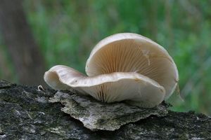 hlíva čepičkatá - Pleurotus calyptratus (Lindblad ex Fr.) Sacc. 1887