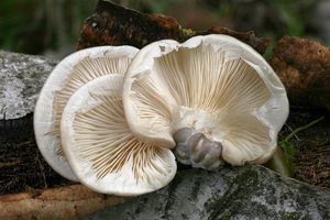 Hlíva čepičkatá - Pleurotus calyptratus (Lindblad ex Fr.) Sacc. 1887