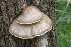 Hlíva čepičkatá - Pleurotus calyptratus (Lindblad ex Fr.) Sacc. 1887