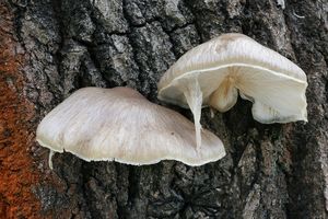 Hlíva čepičkatá - Pleurotus calyptratus (Lindblad ex Fr.) Sacc. 1887