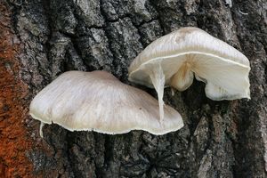 hlíva čepičkatá - Pleurotus calyptratus (Lindblad ex Fr.) Sacc.