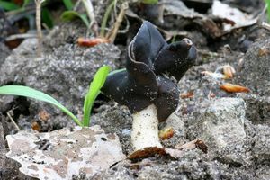 Chřapáč bělonohý - Helvella spadicea  Schaeff. 1774