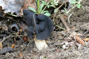 Chřapáč bělonohý - Helvella spadicea  Schaeff. 1774