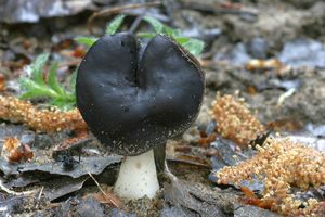 Chřapáč bělonohý - Helvella spadicea  Schaeff. 1774