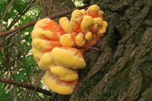 Sírovec žlutooranžový - Laetiporus sulphureus (Bull.) Murrill 1920