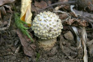 Muchomůrka drsná - Amanita franchetii (Boud.) Fayod 1889