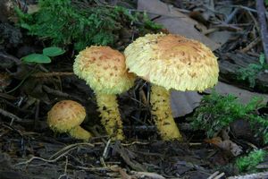 Šupinovka ohnivá - Pholiota flammans (Batsch) P. Kumm. 1871