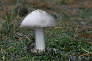 Muchomůrka Maireho - Amanita mairei Foley