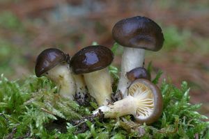 Klikni pro velký obrázek