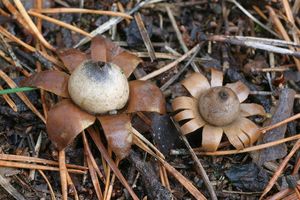 Hvězdovka kvítkovitá - Geastrum floriforme