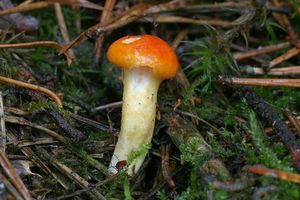 Klikni pro velký obrázek