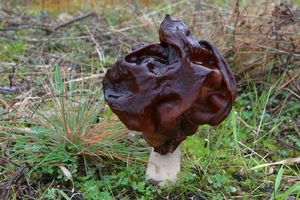 Klikni pro velký obrázek