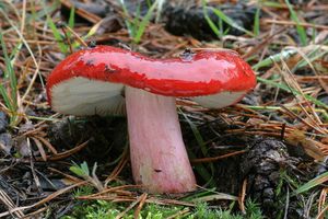 Holubinka révová - Russula xerampelina (Schaeff.) Fr. 1838