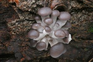 Hlíva ústřičná - Pleurotus ostreatus (Jacq.) P. Kumm. 1871