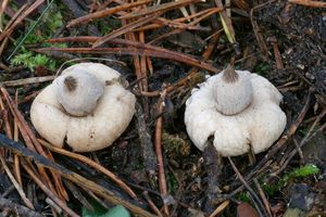 Hvězdovka vypouklá - Geastrum elegans  Vittad.(1842)