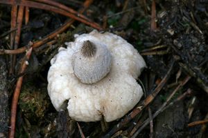 Hvězdovka vypouklá - Geastrum elegans  Vittad.(1842)