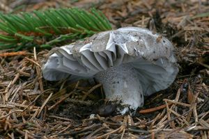 Šťavnatka březnovka - Hygrophprus marzuolus