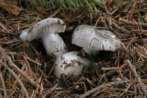 Šťavnatka březnovka - Hygrophprus marzuolus