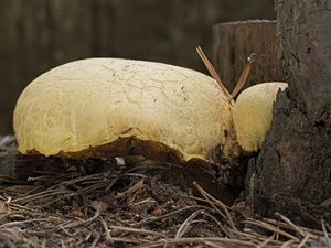 Klikni pro velký obrázek