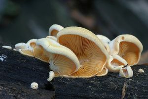 Hlíva hnízdovitá - Phyllotopsis nidulans (Pers.) Singer 1936