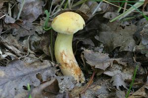 Klikni pro velký obrázek