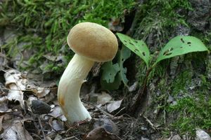 Klikni pro velký obrázek