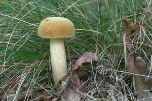 Klikni pro velký obrázek