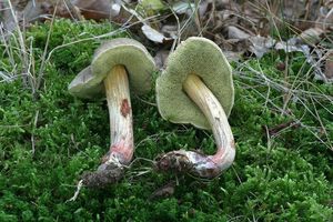 Klikni pro velký obrázek