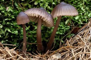 Helmovka hnědopurpurová - Mycena purpureofusca (Peck) Sacc. 1887